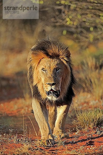 Kalahari-Löwe (Panthera leo vernayi)  erwachsen  männlich  gehend  frontal  Tswalu Wildreservat  Kalahari  Nordkap  Südafrika  Afrika