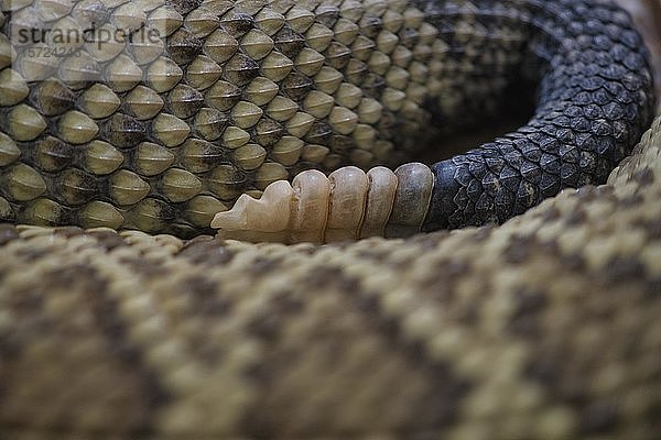 Schwanzrasseln der giftigen mexikanischen Westküsten-Klapperschlange (Crotalus basiliscus)  in Gefangenschaft  Vorkommen Mexiko