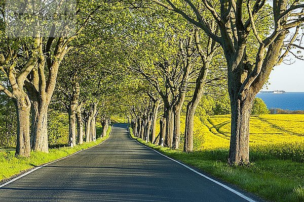 Allee mit Ahornbäumen  hinten rechts Kap Arkona  Rügen  Mecklenburg Vorpommern  Deutschland  Europa