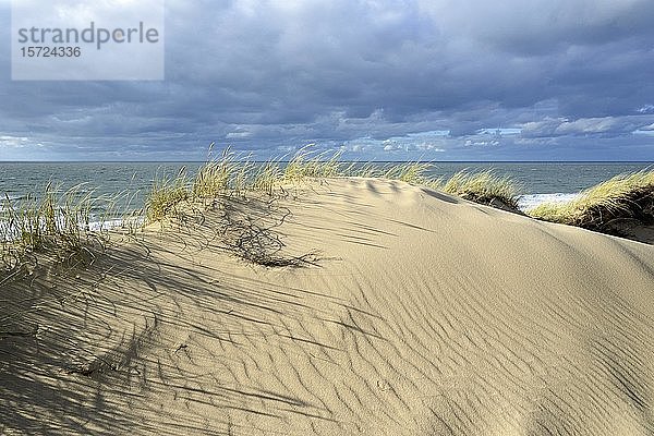 Hohe bewachsene Dünen mit Sandverwehungen zwischen Wenningstedt und Kampen  Sylt  Nordfriesische Insel  Nordfriesland  Schleswig-Holstein  Deutschland  Europa