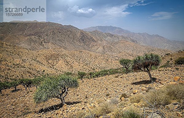 Spärlich bepflanzte Landschaft in der Danakil-Senke  Äthiopien  Afrika