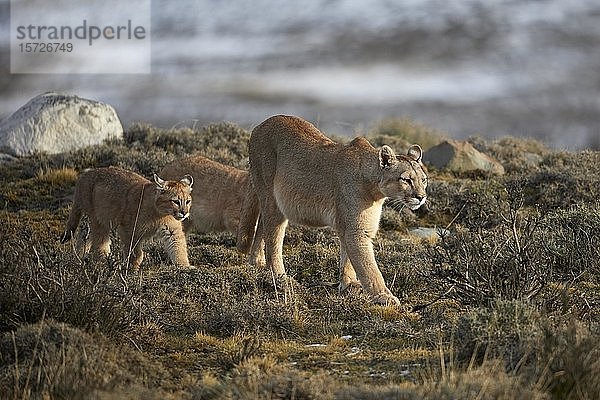 Pumas (Cougar concolor)  Muttertier mit Jungtieren in der Tundra  Torres del Paine National Park  Patagonien  Chile  Südamerika