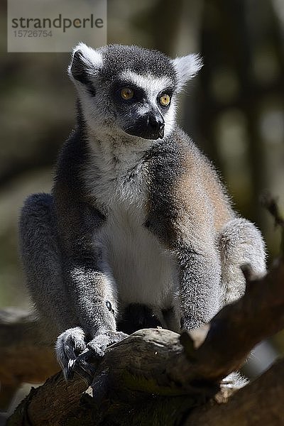 Ringschwanzlemur (Lemur catta)  sitzend  in Gefangenschaft  Deutschland  Europa