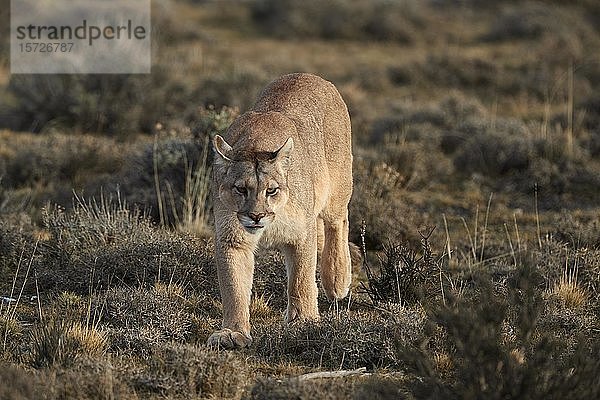 Puma (Cougar concolor)  erwachsenes Weibchen  läuft durch die Tundra  Torres del Paine National Park  Patagonien  Chile  Südamerika