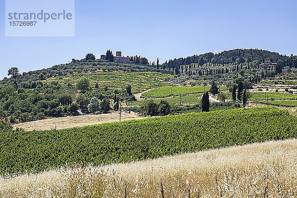 Weinberge und Olivenbäume in einer hügeligen Landschaft  in der Nähe von Chianti  Toskana  Italien  Europa