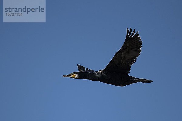 Großer Kormoran (Phalacrocorax carbo)  fliegend vor blauem Himmel  Texel  Niederlande