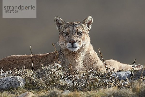 Puma (Cougar concolor)  Tierporträt  aufmerksam liegend  Torres del Paine National Park  Patagonien  Chile  Südamerika