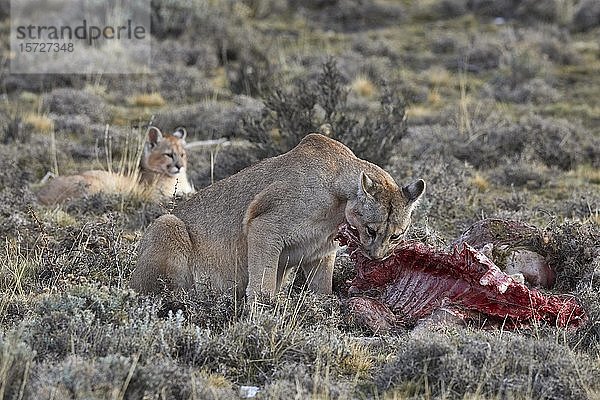 Puma (Cougar concolor)  Muttertier frisst am Kadaver eines erbeuteten Guanakos (Llama guanicoe)  Aufzucht von Jungtieren  Torres del Paine National Park  Patagonien  Chile  Südamerika