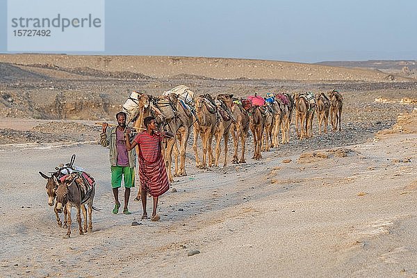 Zwei Männer führen eine Karawane von Dromedaren (Camelus dromedarius) in der Danakil-Senke  Äthiopien  Afrika