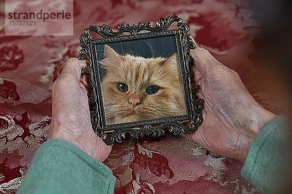 Symbolfoto  Hände einer alten Frau  die einen Bilderrahmen mit einer Katze hält  Memory  Deutschland  Europa
