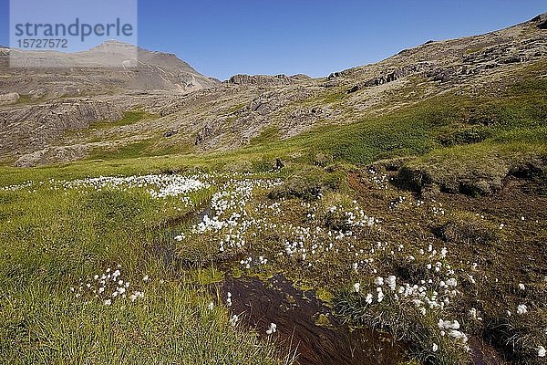 Berglandschaft mit Baumwollgras  Lónsoeræfi  Vatnajökull-Nationalpark  Island  Europa