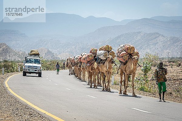 Afrikanischer Mann führt eine Reihe von Dromedaren (Camelus dromedarius)  die Säcke mit Heu auf dem Rücken tragen  eine Straße entlang  in der Danakil-Senke  Äthiopien  Afrika