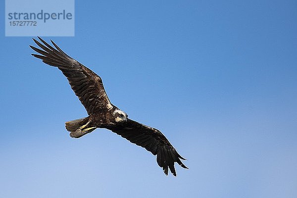 Rohrweihe (Circus aeruginosus)  fliegend vor blauem Himmel  Texel  Niederlande