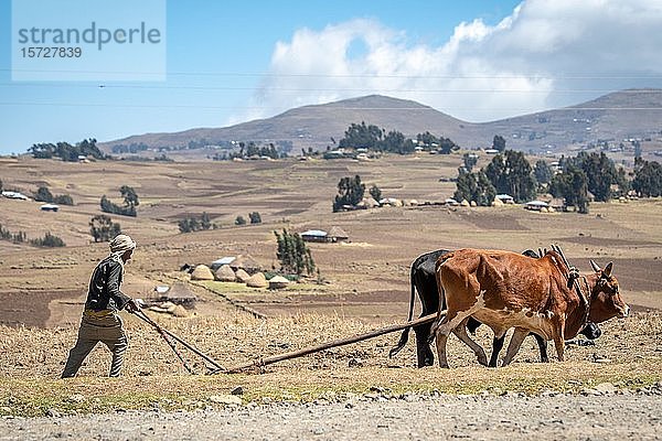Äthiopischer Bauer bewirtschaftet seine Felder mit einem vom Vieh gezogenen Pflug  Debre Berhan  Äthiopien  Afrika