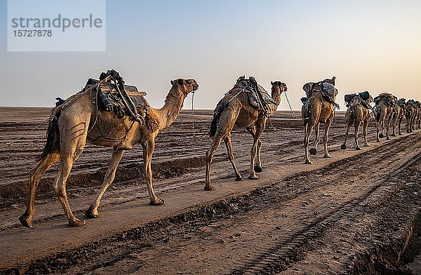 Karawane von Dromedaren (Camelus dromedarius) in der Danakil-Senke  Äthiopien  Afrika
