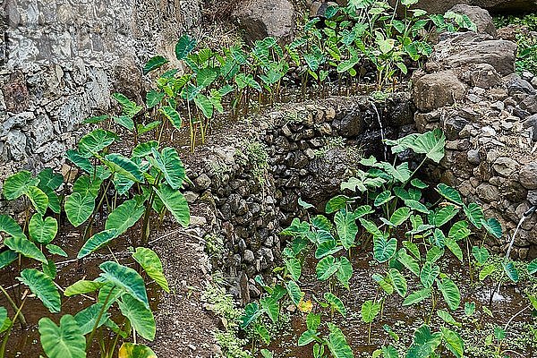 Anbau von Yams (Dioscorea)  bewässerte Terrassen  Ribeira do Paul  Santo Antao  Kap Verde  Afrika