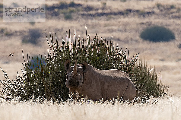 Wüstenangepasstes Spitzmaulnashorn (Diceros bicornis)  Palmwag-Konzession  Damaraland  Namibia