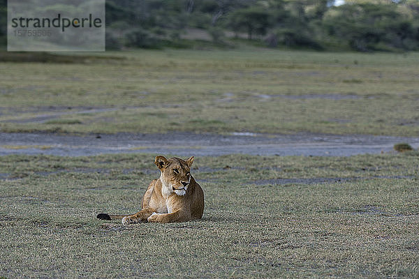 Löwin (Panthera leo)  Ndutu  Ngorongoro-Schutzgebiet  Serengeti  Tansania