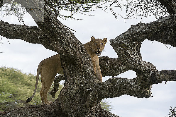 Löwin (Panthera leo) auf Baum  Ndutu  Ngorongoro-Schutzgebiet  Serengeti  Tansania