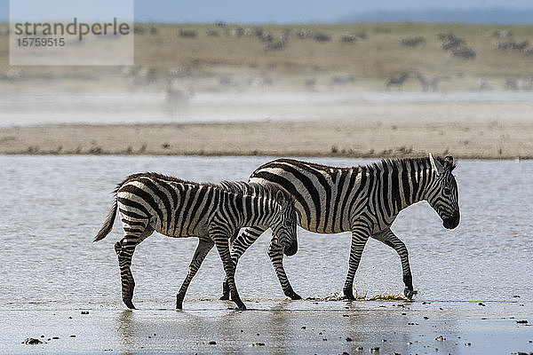 Steppenzebras (Equus quagga)  Ndutu  Ngorongoro-Schutzgebiet  Serengeti  Tansania