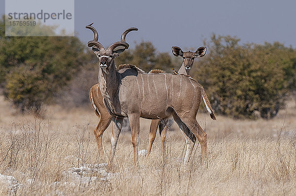 Paar Großer Kudus (Tragelaphus strepsiceros)  Etoscha-Nationalpark  Namibia