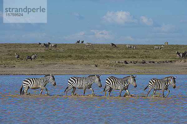Wandernde Flachlandzebras (Equus quagga) beim Wandern im See  Hidden Valley  Ndutu  Ngorongoro-Schutzgebiet  Serengeti  Tansania