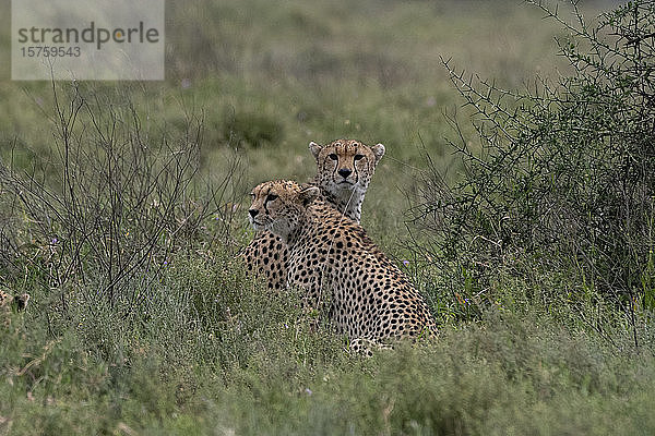 Zwei Geparden (Acynonix jubatus) entspannen sich auf der Suche nach Beute in der Savanne  Seronera  Serengeti-Nationalpark  Tansania