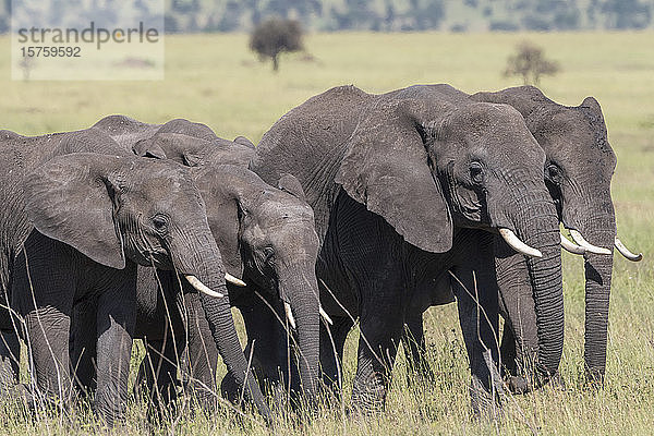 Afrikanische Elefantenherde (Loxodonta africana)  Seronera  Serengeti-Nationalpark  Tansania