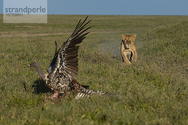 Löwin (Panthera leo) rennt  um Weißrückengeier (Gyps africanus) auf Kadaver zu erschrecken  Seronera  Serengeti-Nationalpark  Tansania