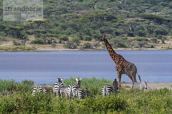 Masai-Giraffe (Giraffa camelopardalis tippelskirchi) und Gemeines Zebra (Equus quagga)  Ndutu  Ngorongoro-Schutzgebiet  Serengeti  Tansania