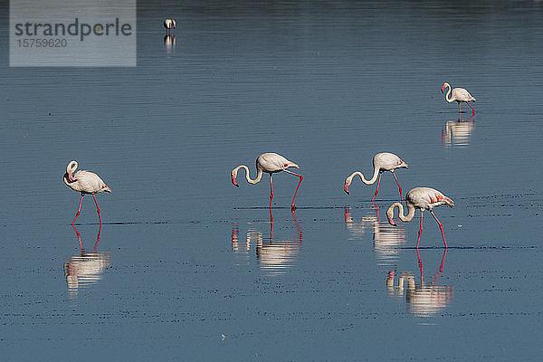 Grossflamingos (Phoenicopterus roseus) beim Fressen im See  Ndutu  Ngorongoro Conservation Area  Serengeti  Tansania