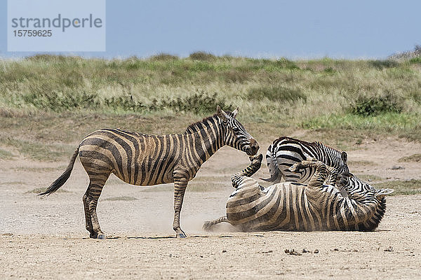 Spielende Steppenzebras (Equus quagga)  Seronera  Serengeti-Nationalpark  Tansania