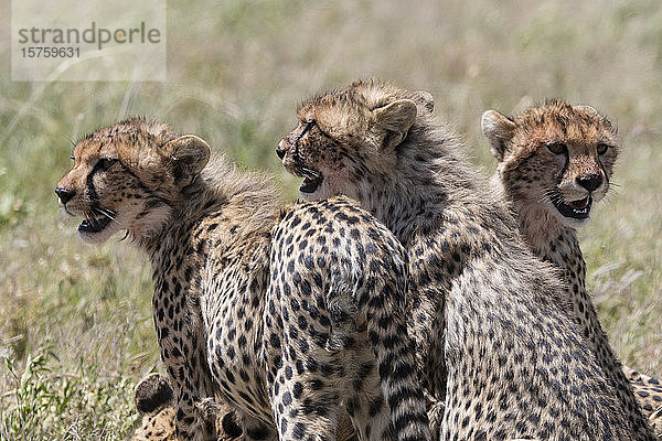 Gepardenjunge (Acynonix jubatus)  Seronera  Serengeti-Nationalpark  Tansania