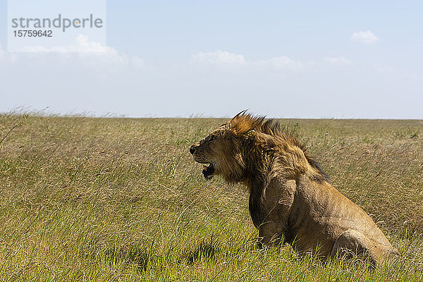 Männlicher Löwe (Panthera leo)  Seronera  Serengeti-Nationalpark  Tansania