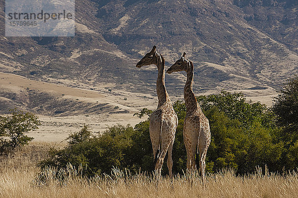 Giraffenpaar (Giraffa camelopardalis)  Skelettküsten-Nationalpark  Namibia