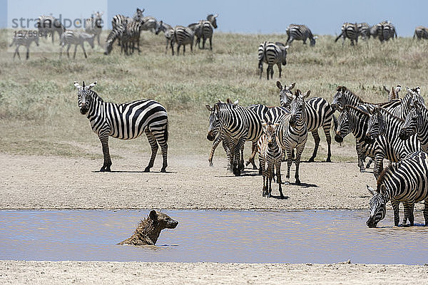 Eifer von Flachlandzebras (Equus quagga) und Tüpfelhyäne (Crocura crocuta) im Wasserloch  Ndutu  Ngorongoro-Schutzgebiet  Serengeti  Tansania