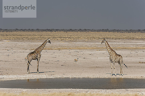 Giraffenpaar (Giraffa camelopardalis) am Wasserloch  Etoscha-Nationalpark  Namibia