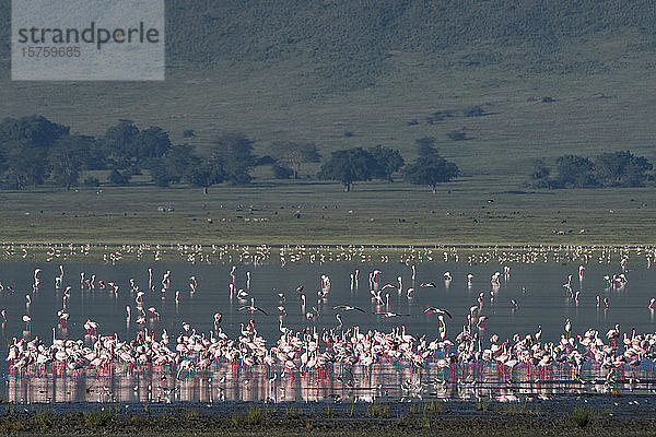 Schwarm grösserer Flamingos (Phoenicopterus roseus)  Ngorongoro-Krater  Ngorongoro-Schutzgebiet  Serengeti  Tansania