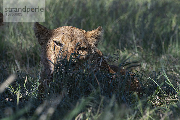 Löwin (Panthera leo)  Seronera  Serengeti-Nationalpark  Tansania