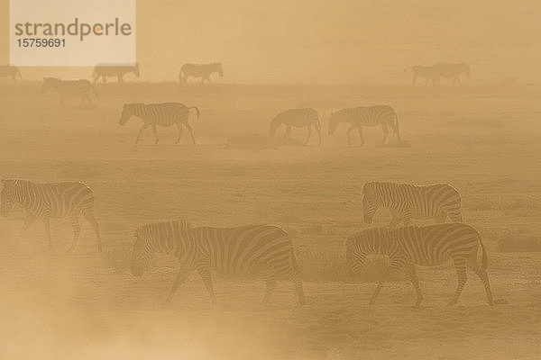 Flachlandzebras (Equus quagga)  die bei Sonnenuntergang im Staub wandeln  Hidden Valley  Ndutu  Ngorongoro Conservation Area  Serengeti  Tansania