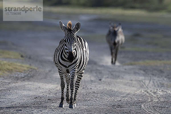 Zwei Flachlandzebras (Equus quagga) zu Fuss auf der Strasse  Ndutu  Ngorongoro Conservation Area  Serengeti  Tansania