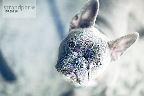 Porträt einer französischen Bulldogge zu Hause