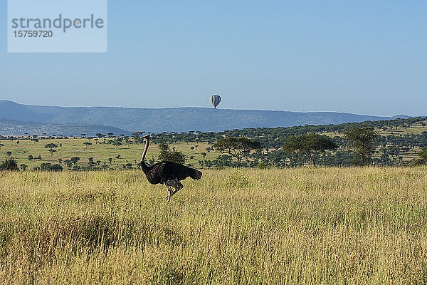 Strauß (Struthio camelus massaicus)  Seronera  Serengeti-Nationalpark  Tansania