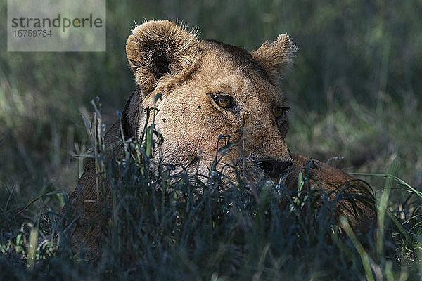 Löwin (Panthera leo)  Seronera  Serengeti-Nationalpark  Tansania