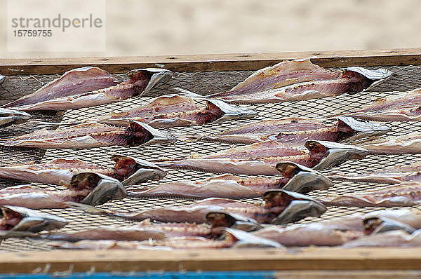 Ausgenommener  in der Sonne getrockneter Fisch am Strand  Nazare  Portugal