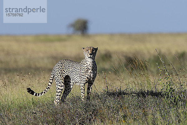 Gepard (Acynonix jubatus) Steh- und Vermessungssavanne  Seronera  Serengeti-Nationalpark  Tansania