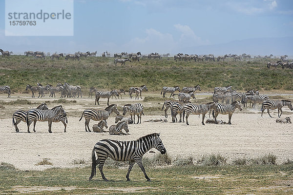 Eifer der Steppenzebras (Equus quagga)  Ndutu  Ngorongoro-Schutzgebiet  Serengeti  Tansania