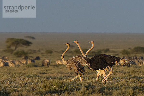 Strauß (Struthio camelus massaicus)  Seronera  Serengeti-Nationalpark  Tansania