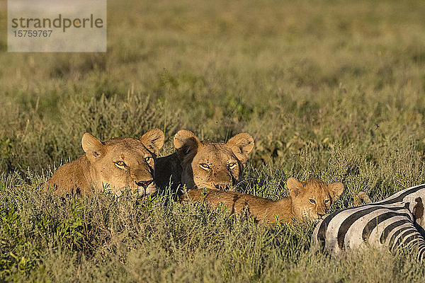 Zwei Löwinnen (Panthera leo) entspannen sich neben einem 5 Wochen alten Jungtier auf einem gewöhnlichen Zebrakadaver (Equus quagga)  Seronera  Serengeti-Nationalpark  Tansania
