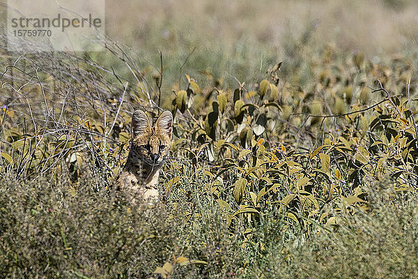 Serval (Leptailurus serval)  Ndutu  Ngorongoro-Schutzgebiet  Serengeti  Tansania